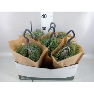 Senecio   ...