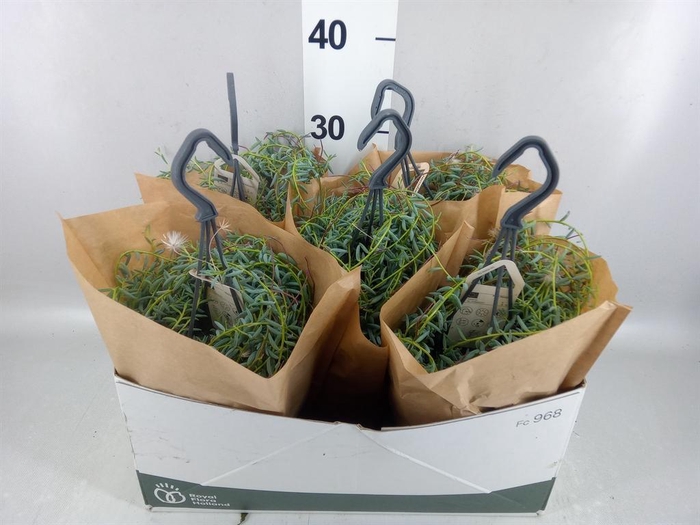 <h4>Senecio   ...</h4>
