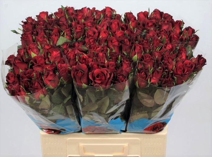 <h4>R GR BURGUNDY</h4>