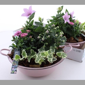 ARR TUINPLANTEN