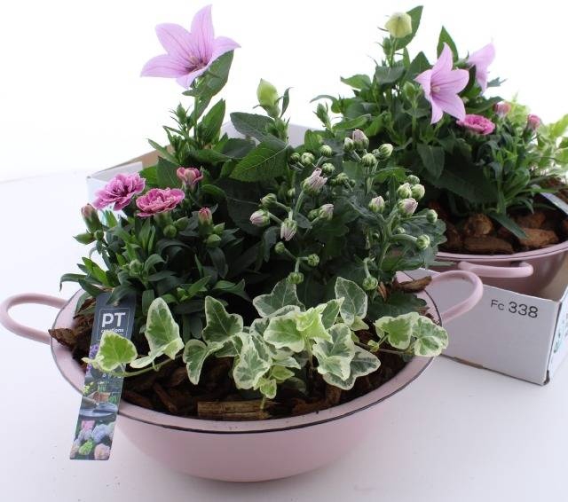 <h4>ARR TUINPLANTEN</h4>
