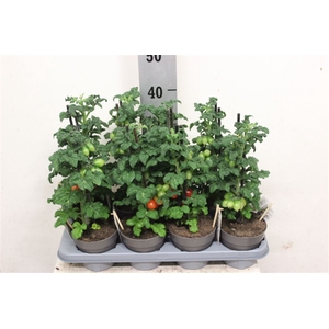 Tomatenplanten