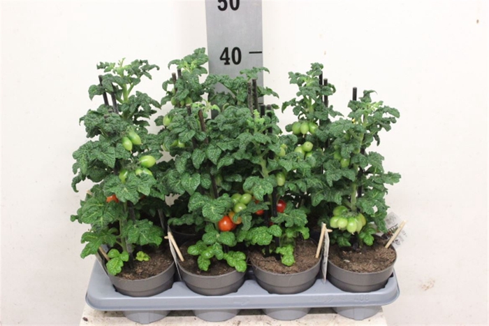 <h4>Tomatenplanten</h4>