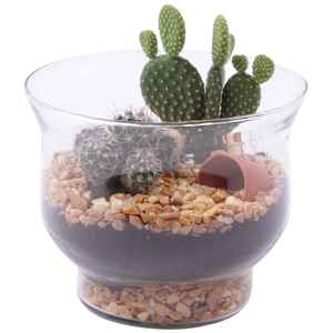 Yearround Arr. Cactus Glass Tulip Vase Ø16cm 2PP