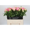 Paeonia Pink Giant