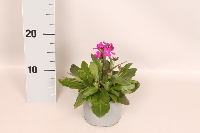vaste planten 12 cm Arabis blepharophylla