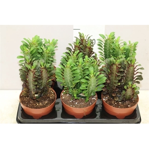 Euphorbia Trigona Mix