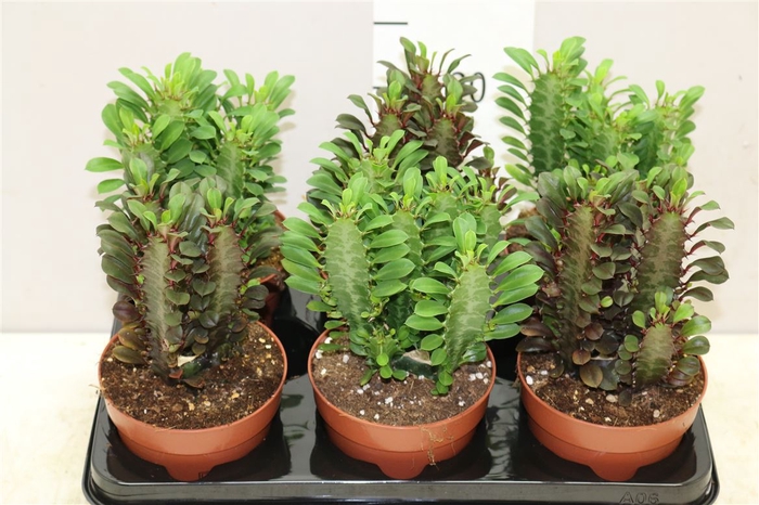 <h4>Euphorbia Trigona Mix</h4>