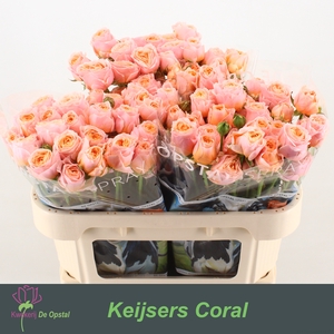 R tr Keijsers Coral