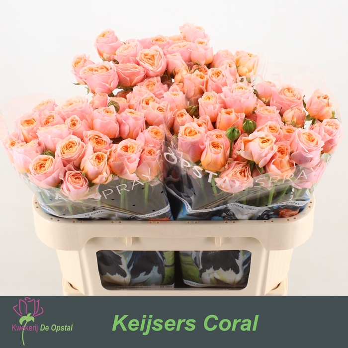 <h4>R Tr Keijsers Coral Opstal</h4>