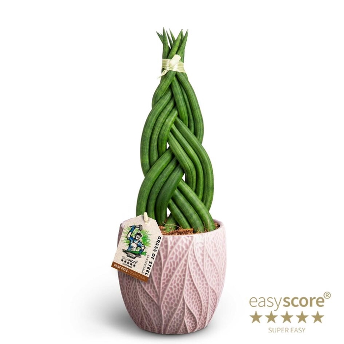 <h4>SANSEVIERIA CYLINDRICA P12 LEAF ROSE BRAID</h4>