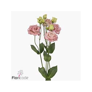 Lisianthus do alissa pink