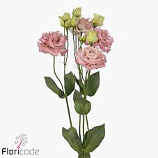<h4>Lisianthus do alissa pink</h4>