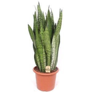 Sansevieria zeylanica