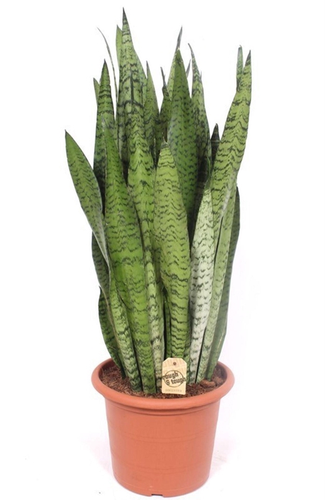 <h4>Sansevieria zeylanica</h4>