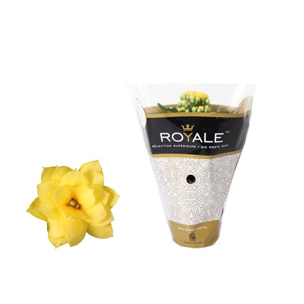 <h4>Kalanchoe Rosalina 07cm Royale Amarillo geel</h4>