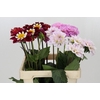 Dahlia Gemengd in fust