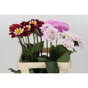 Dahlia Gemengd in fust