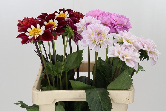 Dahlia Gemengd in fust