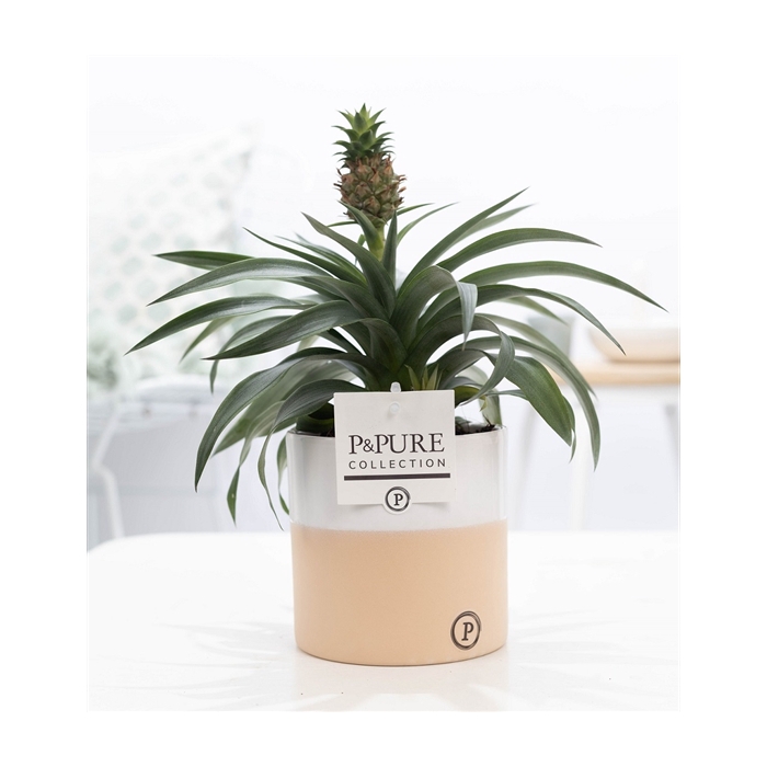 <h4>Ananas Rosita in P&PURE Rosy ceramics</h4>