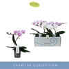 Phalaenopsis gemengd 3 kleuren