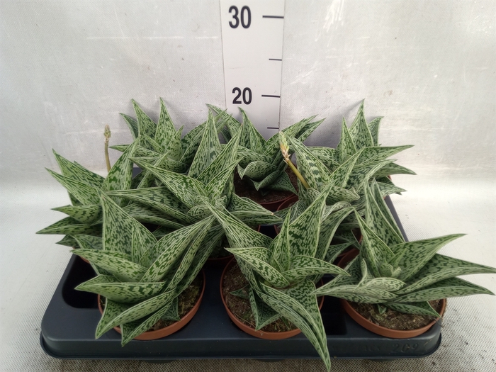 <h4>Aloe variegata 'Tribal'</h4>