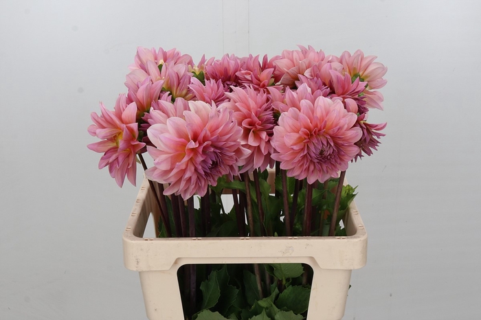 <h4>Dahlia Beauty Queen</h4>