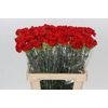Dianthus St Arona