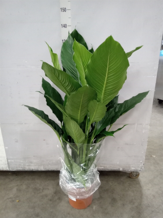 <h4>Spathiphyllum  'Sweet Sebastiano'</h4>