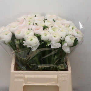 Ran Su Hanoi Light Pink Extra