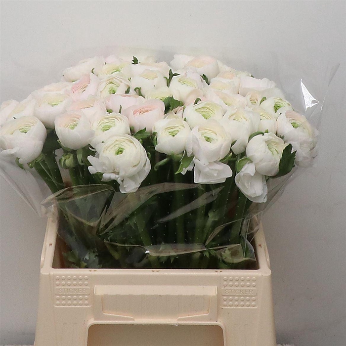 <h4>Ran Su Hanoi Light Pink Extra</h4>