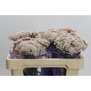 Ozothamnus Cooks Tall Pink