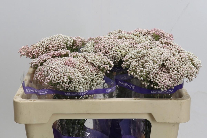 Ozothamnus Cooks Tall Pink