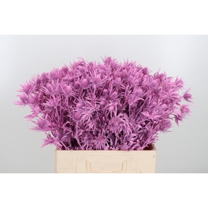 Eryn Orion Kl Bh Roze