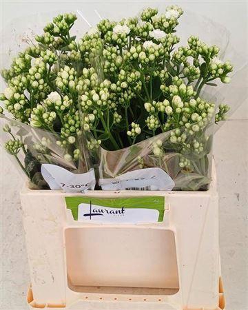 <h4>Kal Cryst Whi Meadow</h4>