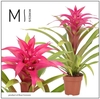 Guzmania Deseo Pink