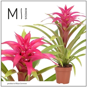 Guzmania Deseo Pink