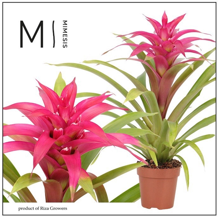 <h4>Guzmania Deseo Pink</h4>
