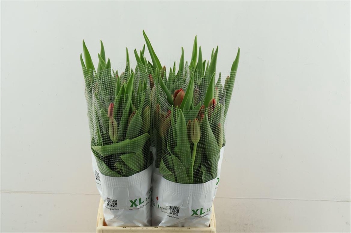 <h4>Tu En Fr Red Proud 52cm</h4>