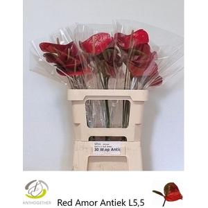 ANTH A Red Amor 30 Water op Antique