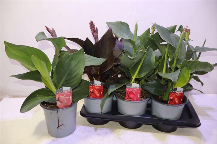 <h4>Canna Cannova Gem</h4>