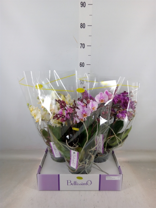 <h4>Phalaenopsis multi.   ...mix  3</h4>