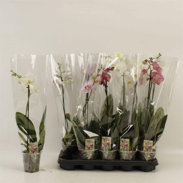 <h4>PHAL GEM</h4>