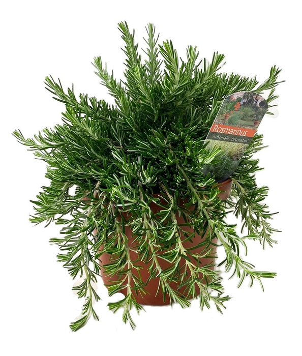 <h4>Rosmarinus prostratus</h4>