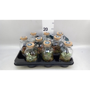 Arr.    Planten  L%