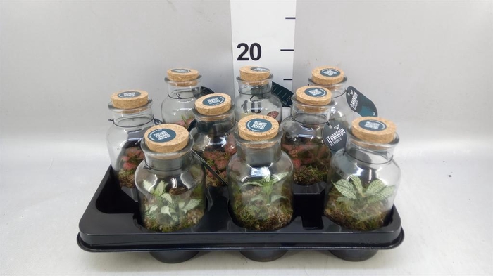 <h4>Arr. Planten L%</h4>