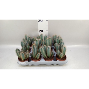 Cereus   ...