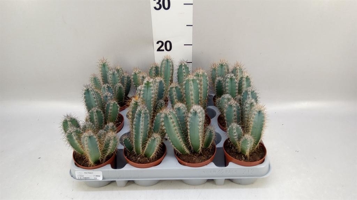 <h4>Cereus   ...</h4>