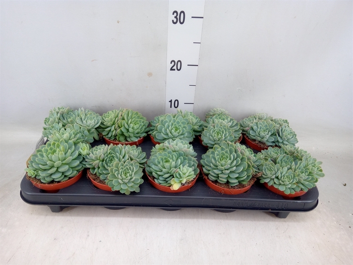 <h4>Echeveria elegans</h4>