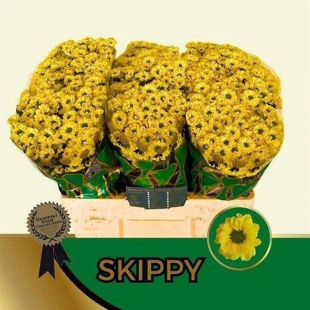 <h4>Chr S Aaa Skippy</h4>